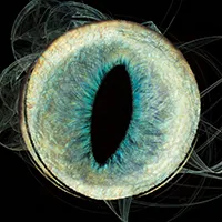photo Iris animal