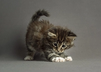 photo chaton maine coon se prenant pour un tigre