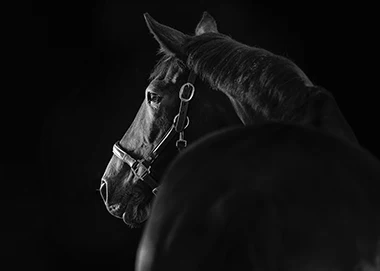 portrait cheval clair obscur