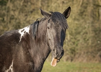 photo cheval en train de tirer la langue