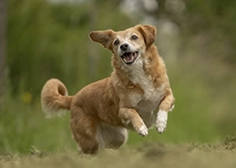 chien joyeux sautant dans l'herbe.